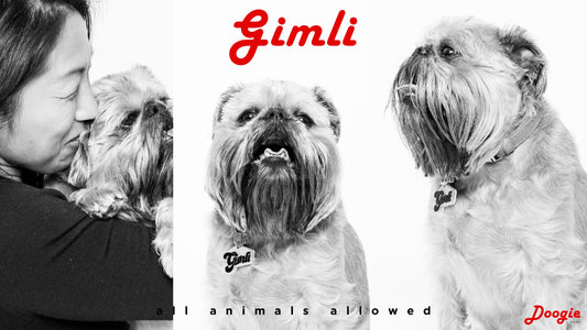 Brussels Griffon, 7 yo
