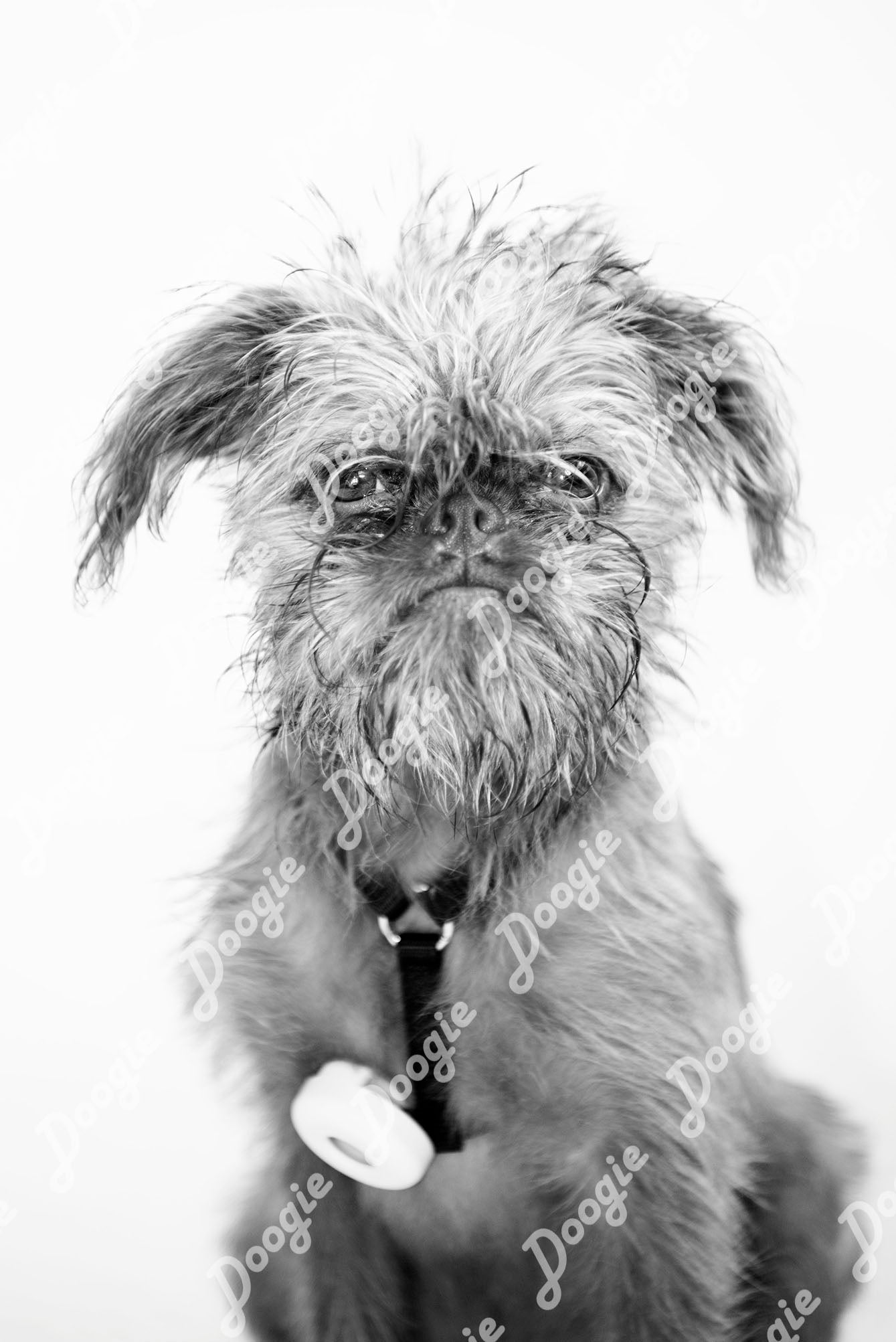 Barney