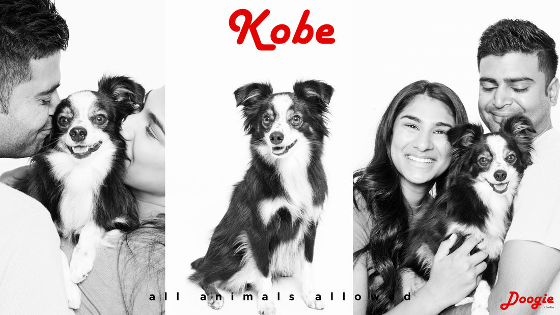 Toy Australian Shepherd, 3 yo