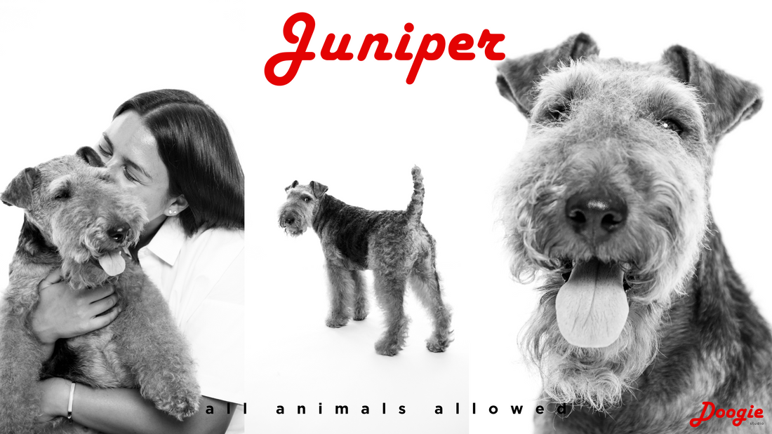 Welsh Terrier, 2 yrs