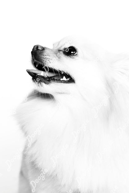 Edie