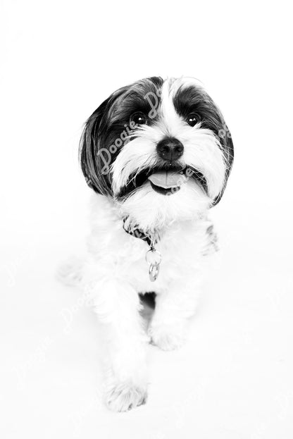 Ollie