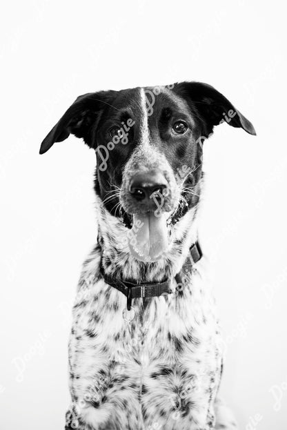 Sammy